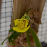 Erycina pusilla (L.) N.H.Williams & M.W.Chase