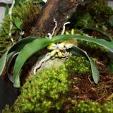 Gastrochilus obliquus (Lindl.) Kuntze var. obliquus